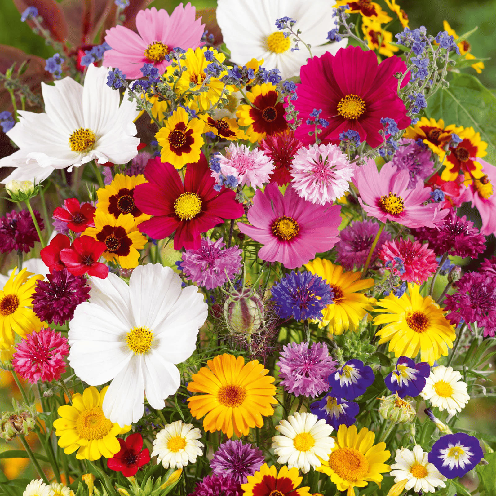 🔥Last day clearance💝Mixed Perennial Flowers Seeds-Over 30 kinds mixed
