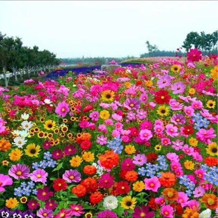 🔥Last day clearance💝Mixed Perennial Flowers Seeds-Over 30 kinds mixed