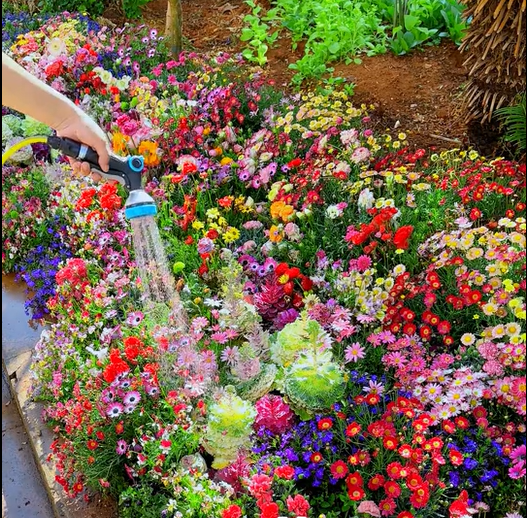 🔥Last day clearance💝Mixed Perennial Flowers Seeds-Over 30 kinds mixed