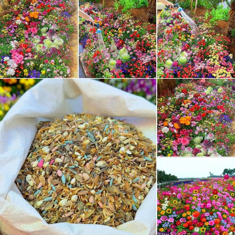 🔥Last day clearance💝Mixed Perennial Flowers Seeds-Over 30 kinds mixed