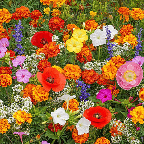 🔥Last day clearance💝Mixed Perennial Flowers Seeds-Over 30 kinds mixed